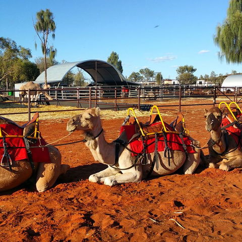 Uluru Small-Group Tour By Camel At Sunrise Or Sunset - Australia Accommodation 15