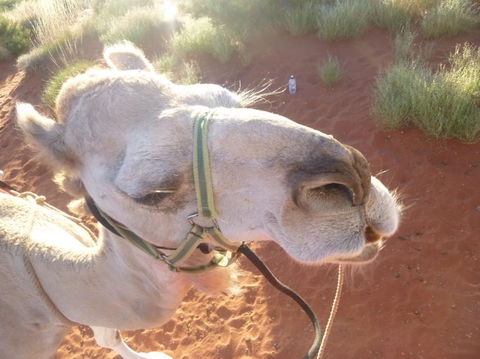 Uluru Small-Group Tour By Camel At Sunrise Or Sunset - Australia Accommodation 10