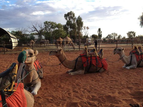 Uluru Small-Group Tour By Camel At Sunrise Or Sunset - Australia Accommodation 24