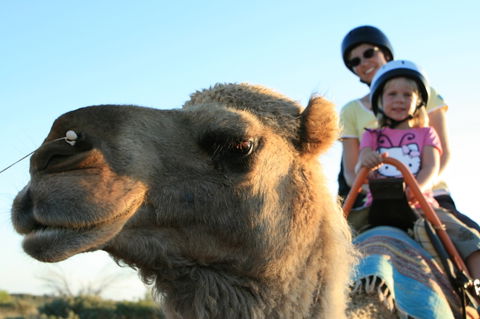 Uluru Small-Group Tour By Camel At Sunrise Or Sunset - Australia Accommodation 3