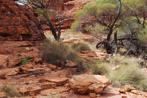 Kings Canyon Day Trip From Ayers Rock - Australia Accommodation 24