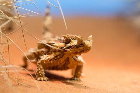 Alice Springs Desert Park General Entry Ticket - Australia Accommodation 8