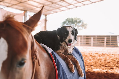 Skip-the-Line Katherine Outback Experience Show Ticket - Australia Accommodation 13