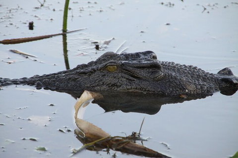 Darwin To Katherine Day Trip By Air Including Nitmiluk (Katherine) Gorge Cruise - Australia Accommodation 3