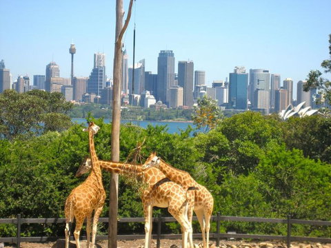 Sydney Harbour Hop-on Hop-off Cruise - Australia Accommodation 18