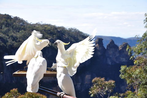 All-Inclusive Blue Mountains Tour In A Luxury Mercedes Sprinter - Australia Accommodation 4