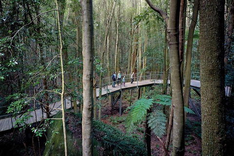 All-Inclusive Blue Mountains Tour In A Luxury Mercedes Sprinter - Australia Accommodation 13
