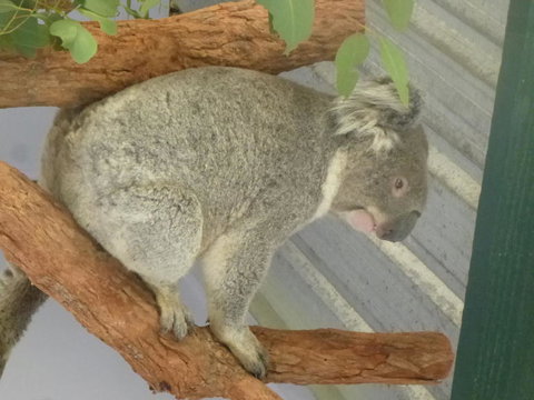 Blue Mountains Day Trip From Sydney Including Scenic World - Australia Accommodation 3