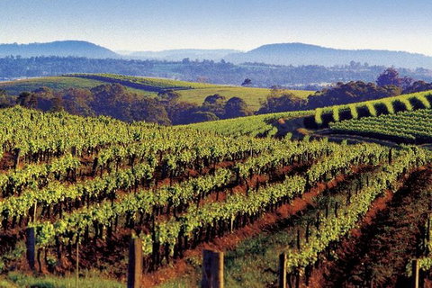Private Day Trip To Hunter Valley From Sydney With Pickup - Australia Accommodation 0