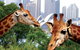 Sydney Harbour Ferry With Taronga Zoo Entry Ticket And Whale Watching Cruise - thumb 1