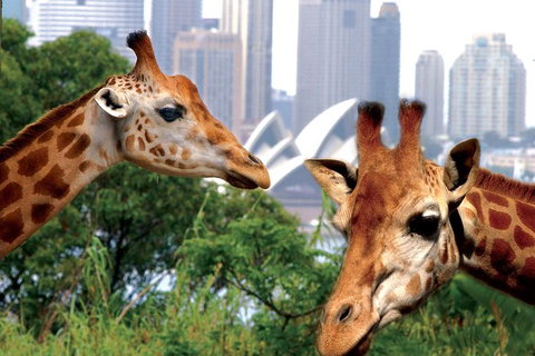 Sydney Harbour Ferry With Taronga Zoo Entry Ticket And Whale Watching Cruise - Australia Accommodation 1
