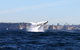 Sydney Harbour Ferry With Taronga Zoo Entry Ticket And Whale Watching Cruise - thumb 0