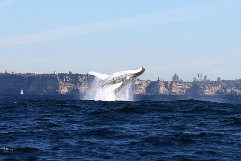 Sydney Harbour Ferry With Taronga Zoo Entry Ticket And Whale Watching Cruise - Australia Accommodation 0