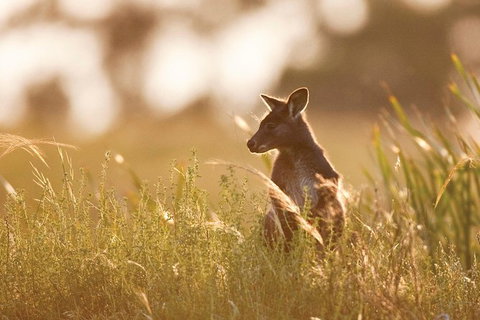 Sunset Blue Mountains Wilderness & Wildlife Tour (Without The Crowds) - Australia Accommodation 12