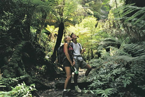 Sunset Blue Mountains Wilderness & Wildlife Tour (Without The Crowds) - Australia Accommodation 6