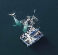 Coffs Harbour Whale Watch Experience - Australia Accommodation