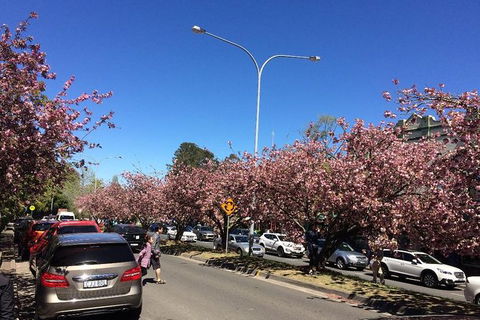 All-Day Blue Mountains Private Tour With Professional Guide For Up To 4 People - Australia Accommodation 16
