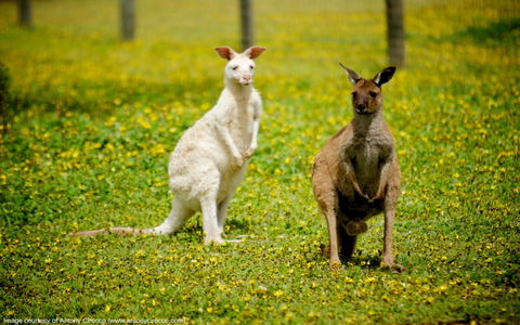 Bordertown Wildlife Park - Australia Accommodation 0