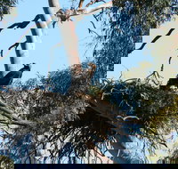 Castle Creek Reserve - Australia Accommodation