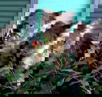 Cohunu Koala Park - Australia Accommodation