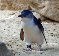 Granite Island Nature Park - Guided Penguin Tours - Australia Accommodation