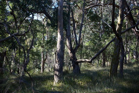 Green's Bush Long Circuit Walk - Australia Accommodation 0