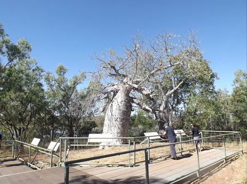 Gregory's Tree, Timber Creek - Australia Accommodation 0