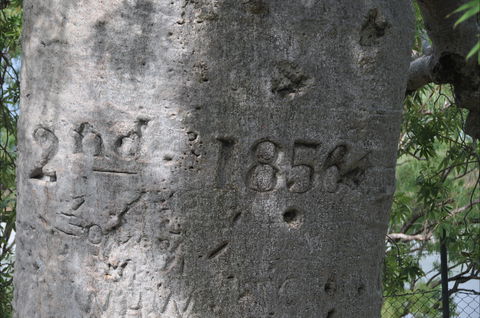 Gregory's Tree, Timber Creek - Australia Accommodation 2