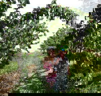 Harben Vale Pick Your Own Cherries - Australia Accommodation