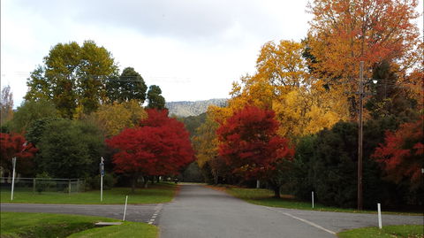 Jamieson Significant Trees - Australia Accommodation 1