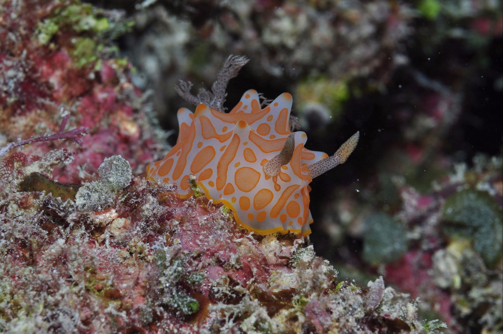 Palm Island QLD Australia Accommodation