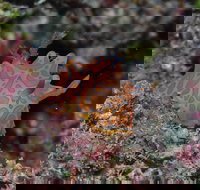 Pelorus and Orpheus Islands - Australia Accommodation