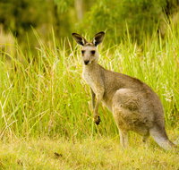 Perseverance - Australia Accommodation