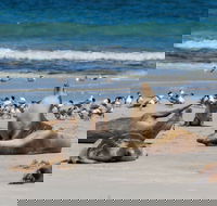 Seal Bay - Australia Accommodation
