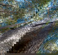 Wallumatta Nature Reserve - Australia Accommodation