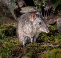 Wildlife Wonders - Australia Accommodation