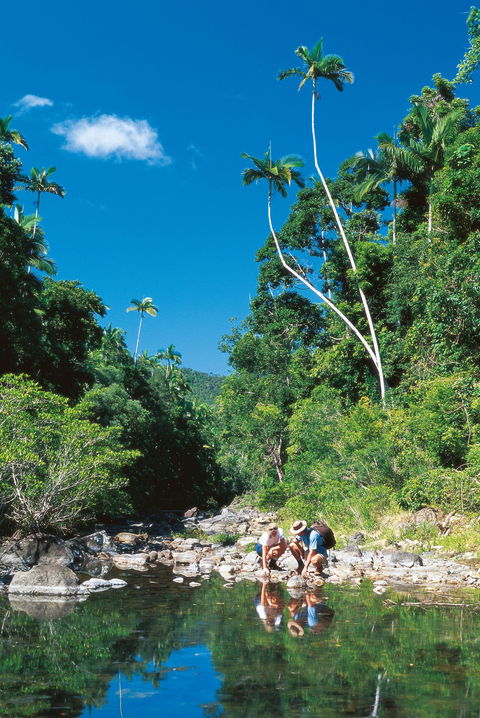 Airlie Beach To Cedar Creek Falls - Australia Accommodation 1