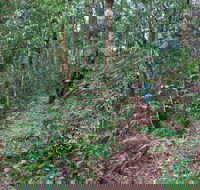 Blackbutt walking track - Australia Accommodation