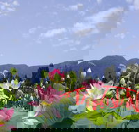 Blue Lotus Water Garden - Australia Accommodation