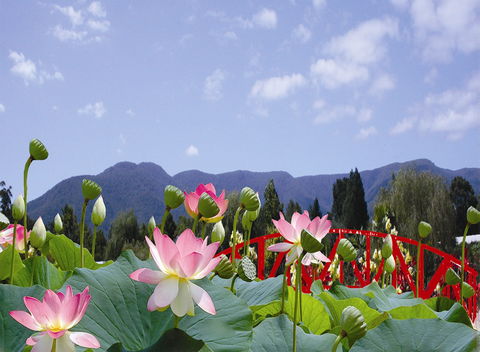 Blue Lotus Water Garden - Australia Accommodation 0