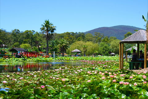 Blue Lotus Water Garden - Australia Accommodation 1