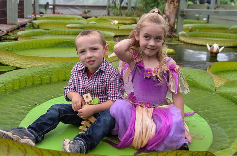 Blue Lotus Water Garden - Australia Accommodation 2