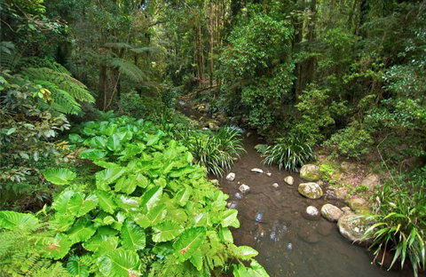 Brindle Creek Picnic Area - Australia Accommodation 0