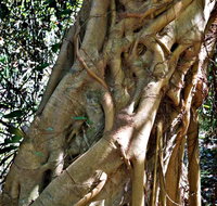 Bundagaree Rainforest Walk - Australia Accommodation