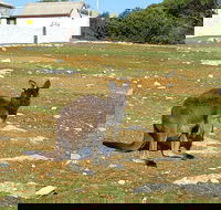 Cape Borda Lightstation - Flinders Chase National Park - Australia Accommodation
