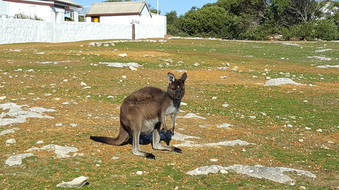 Cape Borda Lightstation - Flinders Chase National Park - Australia Accommodation 0