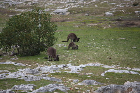 Cape Borda Lightstation - Flinders Chase National Park - Australia Accommodation 2