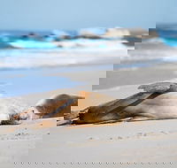 Cape Gantheaume Conservation Park and Wilderness Protection Area - Australia Accommodation