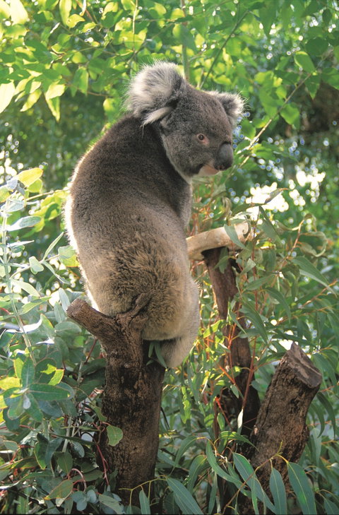 Caversham Wildlife Park - Australia Accommodation 0