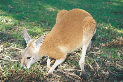 Caversham Wildlife Park - Australia Accommodation 1